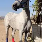 حصان شعبي العمر 4 الطول من ال سبع ونص الئ الثمان السبق سبوق