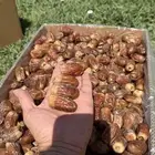 تمر صقعي فاخر