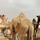حقه