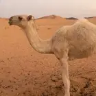 بكره كفوو
