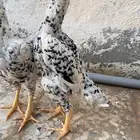 دجاج كوشامو