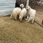 خروفين ورخل سمان