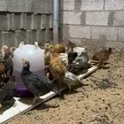 دجاج صيصيان الصحه شرط