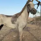 حصان شعبي للبيع