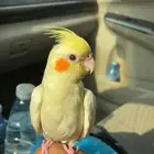 طير كروان مفقود اليوم