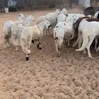 بهم سواكن