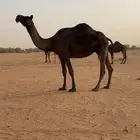 لقحه مجهم طيبه