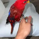رد لوري اليف ومتكلم