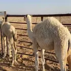 بكره العمر 4 شهور