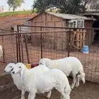 3 طليان طيبه فل شحم