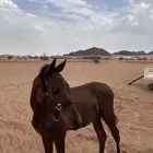 مهر شعبي للبيع