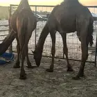 حشيان فل شحم ولحم مجاهيم كرامه حفلات شي مجمل من الاخر