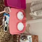 قطط