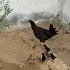 دجاجه بلدية معها صيصان