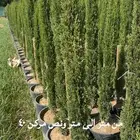 سرو ايطالي ممتاز