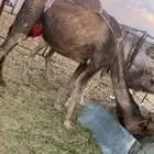 خلفه حمرا(تم البيع)