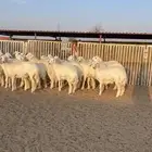 رخال جذعات صنف 25 راس