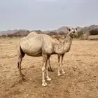 للبيع ناقة سودانيه