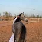 حصان شعبي
