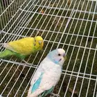 زوج بادجي للبيع