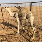 قعود قصب شحم