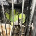بغبغاء دره غير الليف للبيع مستعجل