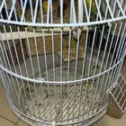 طيور الحب السعر350 مع انثى وذكر وعيال توه جاين حدهن 350  ال