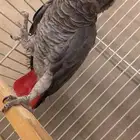 ذكر كاسكو اليف