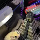 سنجاب طائر فصيلة نادرة بينو