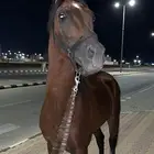 حصان شعبي للبيع وا سبوق   وا طالع على ابطال