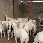 ذبايح طليان تم البيع خارج الموقع