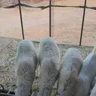 ذبايح للبيع