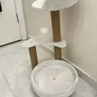 خداشة قطط جديده