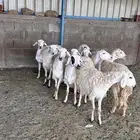 رخال مقاني
