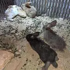 تم البيع - ارانب صغار بألوان مختلفه