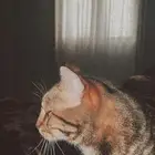 قط بنغالي للتبني