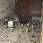 صيصان 11 معه امها للبيع