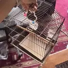قفص عصافير اسود نظيف