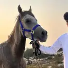 مستلزمات خيل