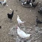 دجاج بلدي بياض