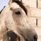 حصان شعبي