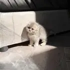 سكوتش فولد في غاية الجمال