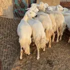 غنم دفيع صنف الصنف .