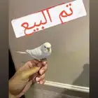 طيور حب بادجي عدد 6 يوجد 2 بينتجون قريب