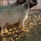 خروف فحل للبيع (تم البيع)
