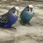 بغبغاء البادجي انثئ و ذكر 100