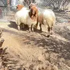 طليان نعيم طيبه