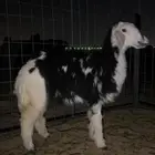 رخل نجدي عمرها ست شهور