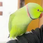 ببغاء دره هندي ذكر متكلم