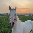 حصان عربي اصيل حصان فحل كفو